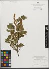 Foto von Salix waldsteiniana Willd.